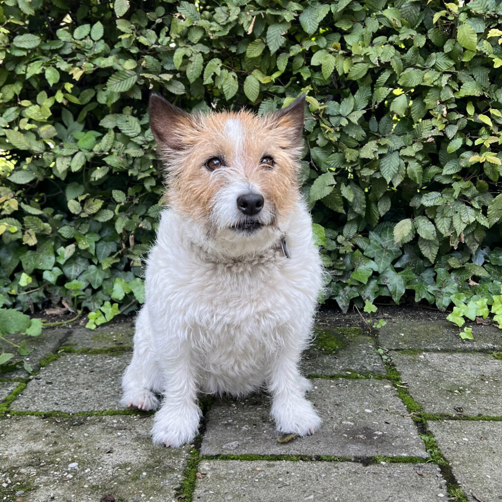 Poppie, de bureauhond